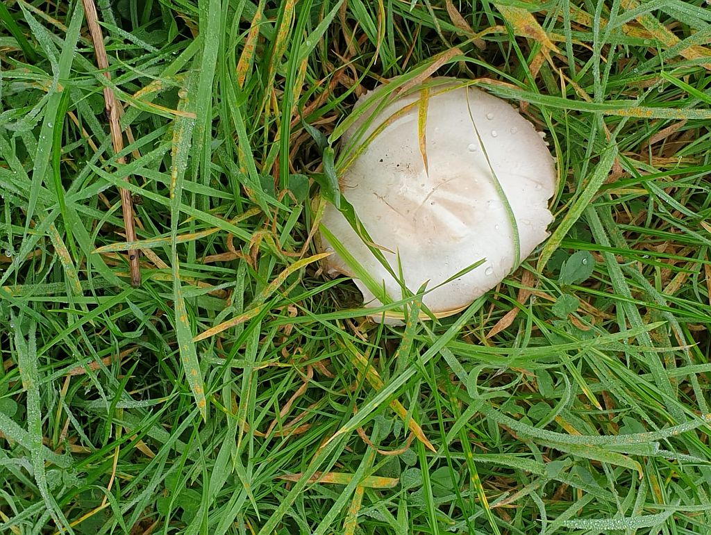  Field Mushroom  